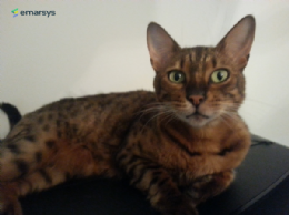Léo, chat de l'auteur